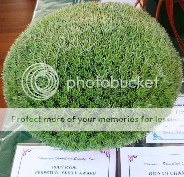 Deuterocohnia Alchetron, The Free Social Encyclopedia